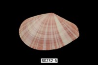 藏品(日光櫻蛤)的圖片